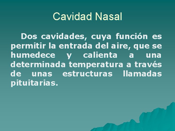 Cavidad Nasal Dos cavidades, cuya función es permitir la entrada del aire, que se