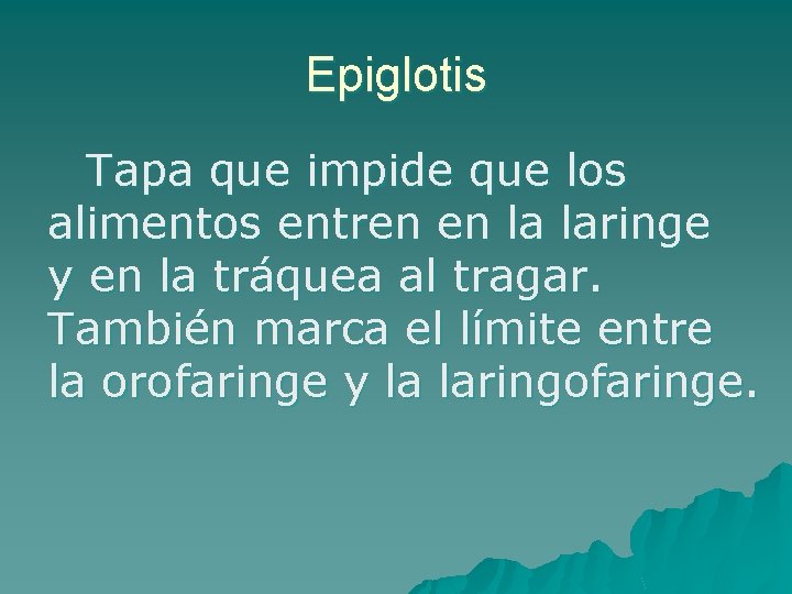 Epiglotis Tapa que impide que los alimentos entren en la laringe y en la