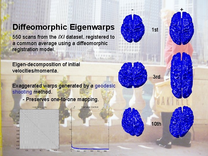 + - Diffeomorphic Eigenwarps 1 st 550 scans from the IXI dataset, registered to