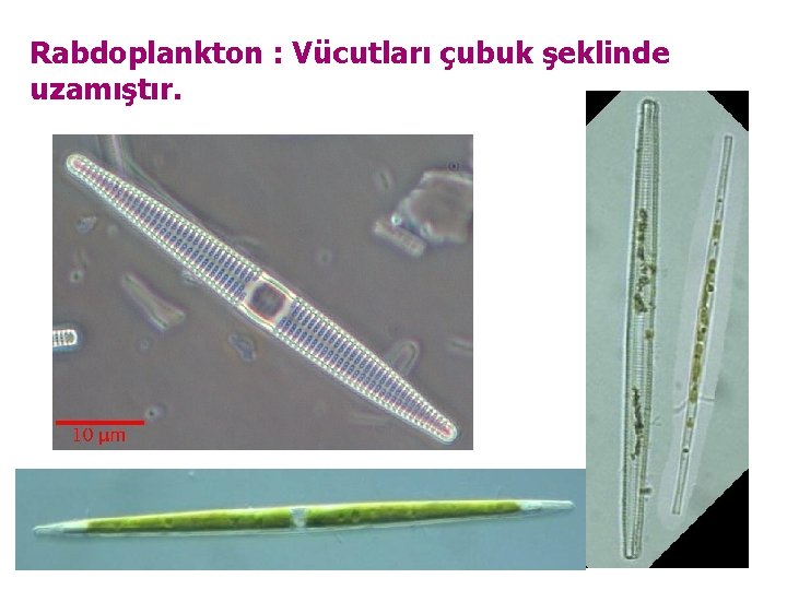 Rabdoplankton : Vücutları çubuk şeklinde uzamıştır. 