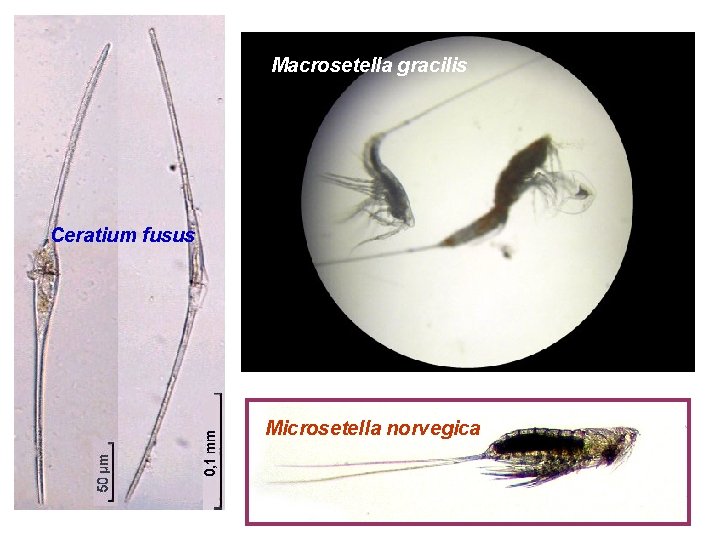 Macrosetella gracilis Ceratium fusus Microsetella norvegica 