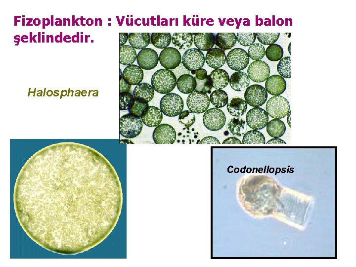 Fizoplankton : Vücutları küre veya balon şeklindedir. Halosphaera Codonellopsis 