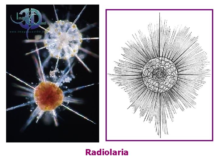 Radiolaria 