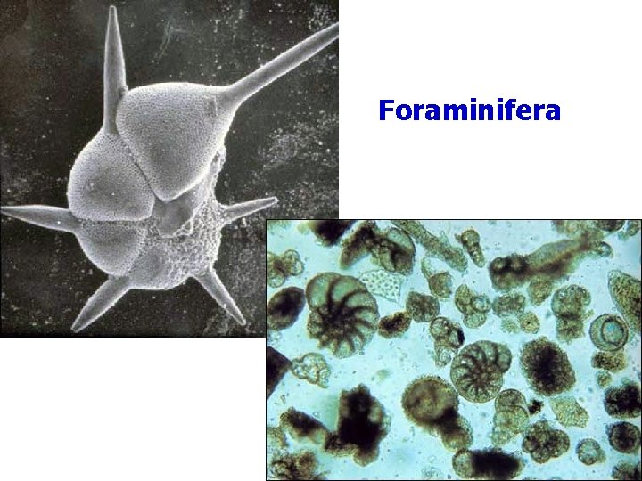 Foraminifera 