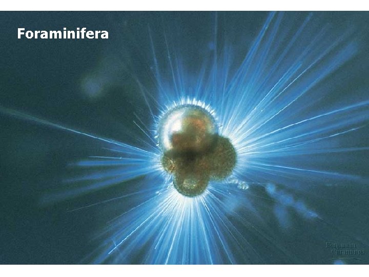 Foraminifera 