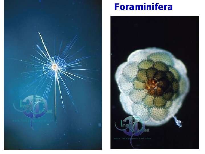 Foraminifera 