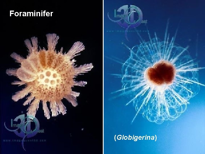 Foraminifer (Globigerina) 