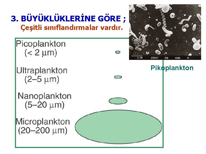 3. BÜYÜKLÜKLERİNE GÖRE ; Çeşitli sınıflandırmalar vardır. Pikoplankton 