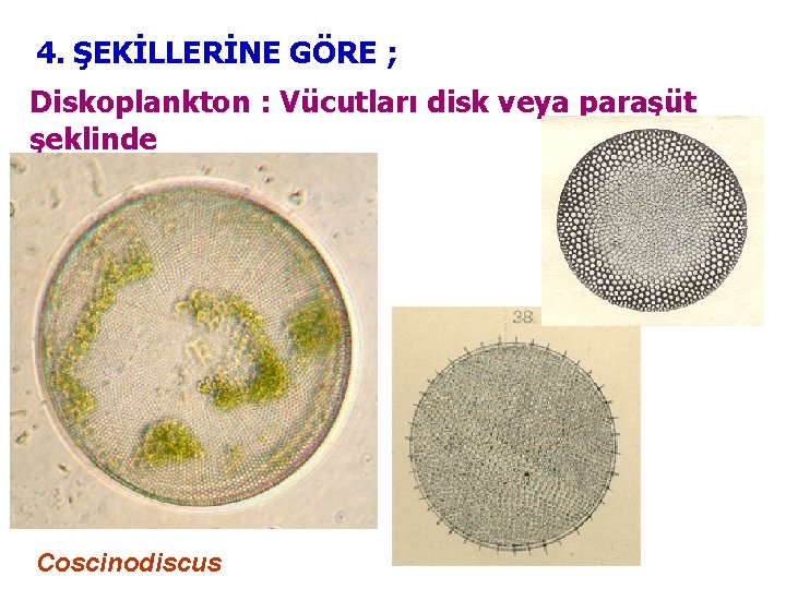 4. ŞEKİLLERİNE GÖRE ; Diskoplankton : Vücutları disk veya paraşüt şeklinde Coscinodiscus 