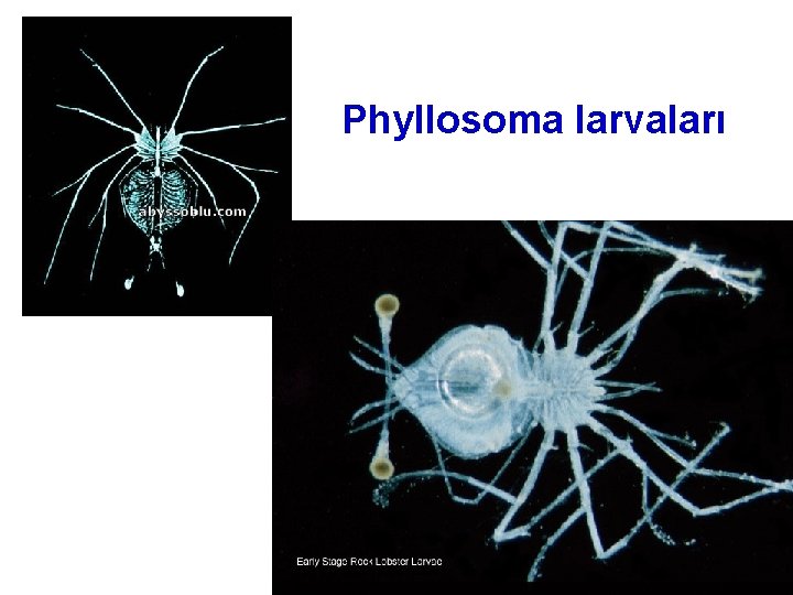 Phyllosoma larvaları 