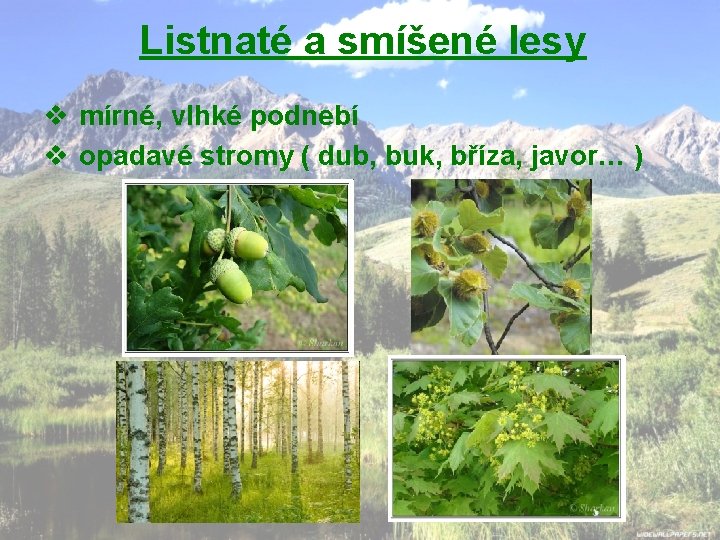 Listnaté a smíšené lesy v mírné, vlhké podnebí v opadavé stromy ( dub, buk,