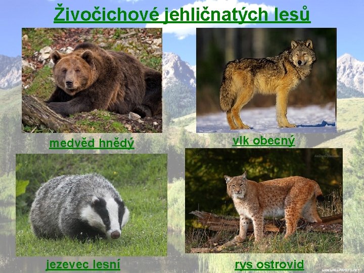 Živočichové jehličnatých lesů medvěd hnědý vlk obecný jezevec lesní rys ostrovid 