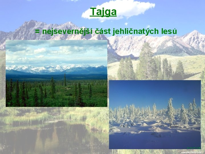 Tajga = nejsevernější část jehličnatých lesů 