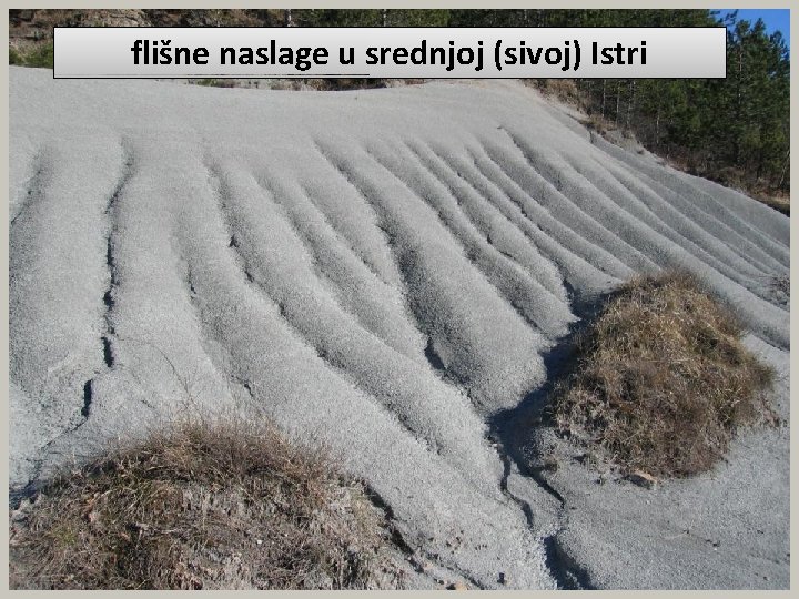 flišne naslage u srednjoj (sivoj) Istri 