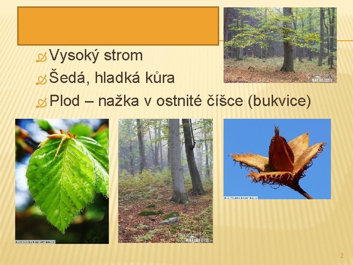 BUK LESNÍ Vysoký strom Šedá, hladká kůra Plod – nažka v ostnité číšce (bukvice)