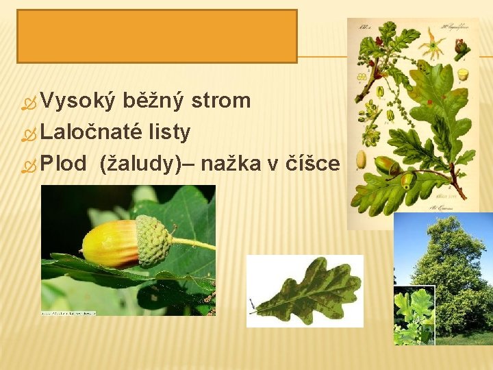 DUB LETNÍ Vysoký běžný strom Laločnaté listy Plod (žaludy)– nažka v číšce 
