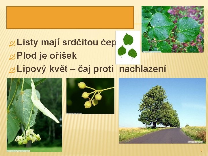 LÍPA SRDČITÁ (MALOLISTÁ) Listy mají srdčitou čepel Plod je oříšek Lipový květ – čaj