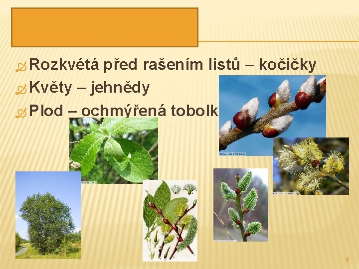 VRBA JÍVA Rozkvétá před rašením listů – kočičky Květy – jehnědy Plod – ochmýřená