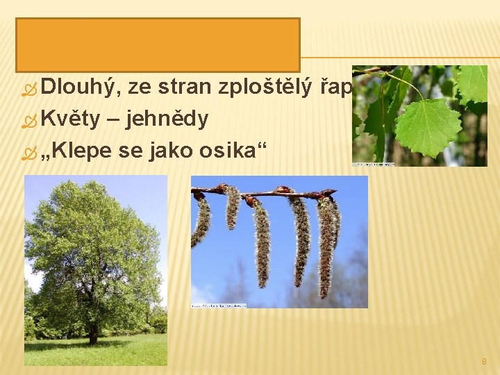 TOPOL OSIKA Dlouhý, ze stran zploštělý řapík Květy – jehnědy „Klepe se jako osika“