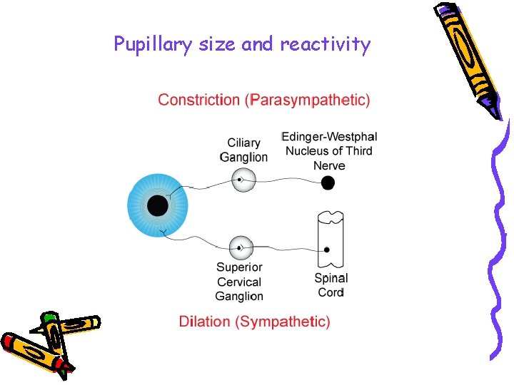 Pupillary size and reactivity 