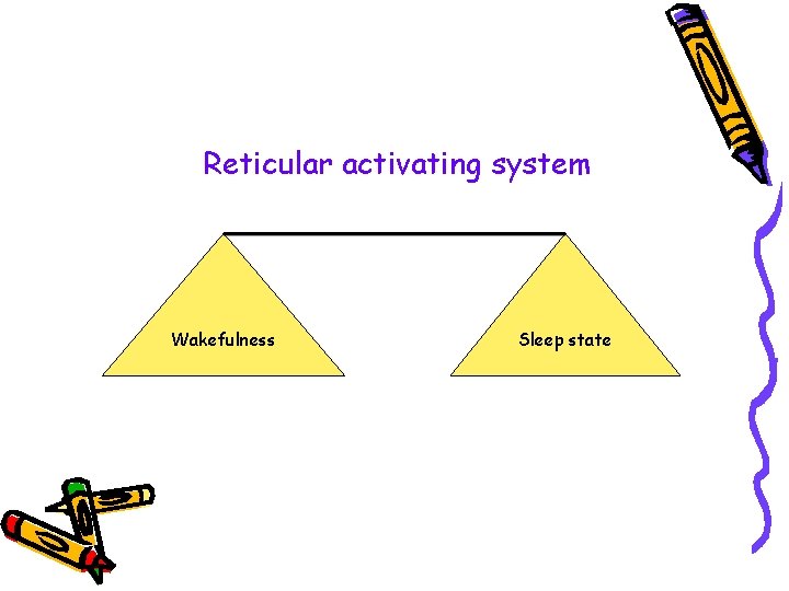 Reticular activating system Wakefulness Sleep state 