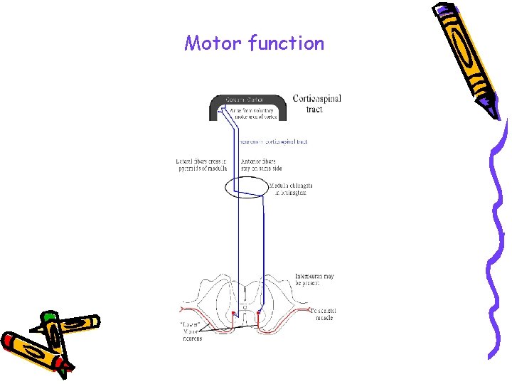 Motor function 