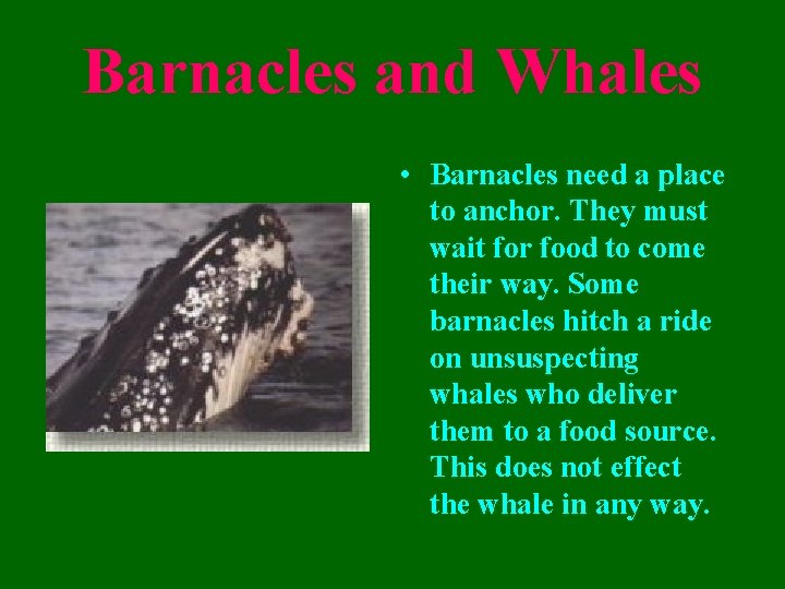 Barnacles and Whales • Barnacles need a place to anchor. They must wait for