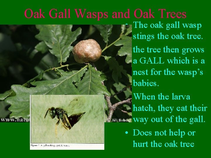 Oak Gall Wasps and Oak Trees • The oak gall wasp stings the oak