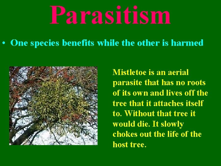 Parasitism • One species benefits while the other is harmed Mistletoe is an aerial