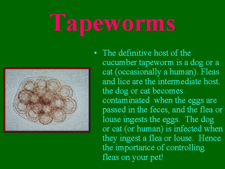 Tapeworms • The definitive host of the cucumber tapeworm is a dog or a