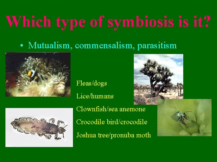 Which type of symbiosis is it? • Mutualism, commensalism, parasitism Fleas/dogs Lice/humans Clownfish/sea anemone