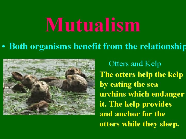Mutualism • Both organisms benefit from the relationship Otters and Kelp The otters help