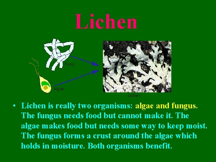 Lichen • Lichen is really two organisms: algae and fungus. The fungus needs food