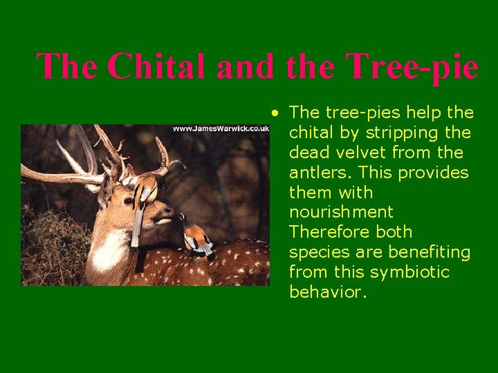 The Chital and the Tree-pie • The tree-pies help the chital by stripping the
