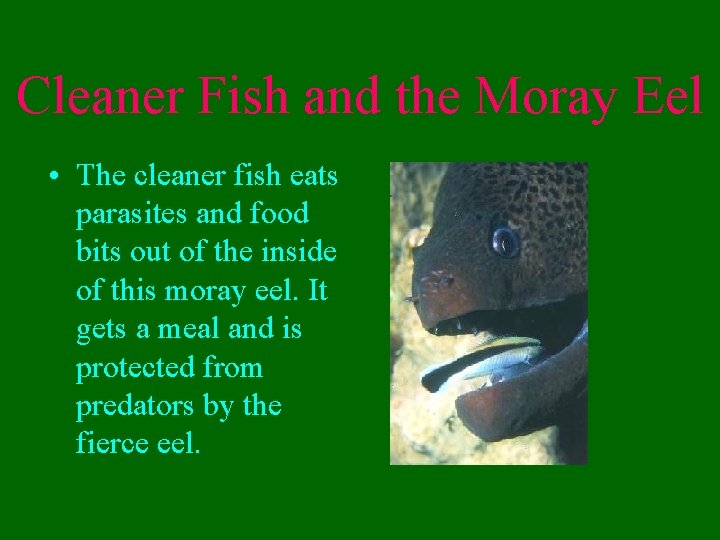 Cleaner Fish and the Moray Eel • The cleaner fish eats parasites and food