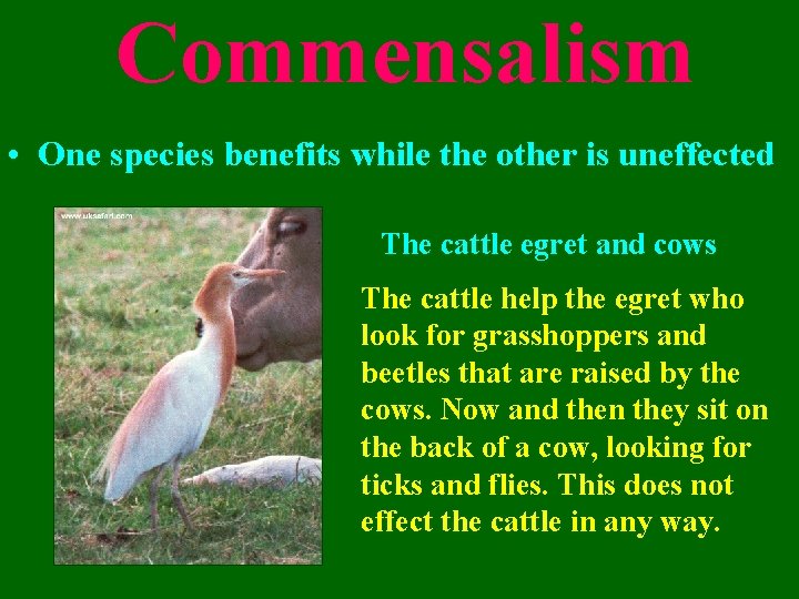 Commensalism • One species benefits while the other is uneffected The cattle egret and