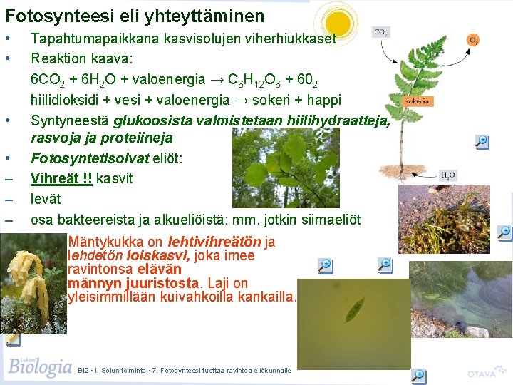 Fotosynteesi eli yhteyttäminen • • – – – Tapahtumapaikkana kasvisolujen viherhiukkaset Reaktion kaava: 6