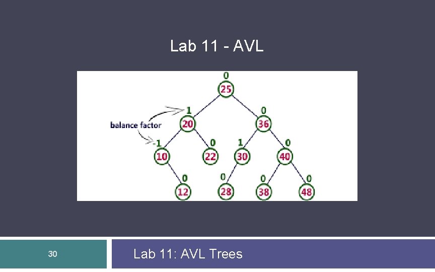 Lab 11 - AVL 30 Lab 11: AVL Trees Lab 11 - AVL 30 Lab 11: AVL Trees