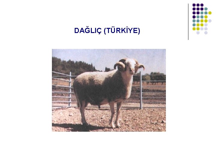  DAĞLIÇ (TÜRKİYE) 