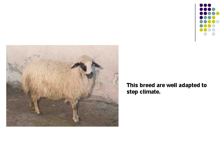 This breed are well adapted to step climate. 