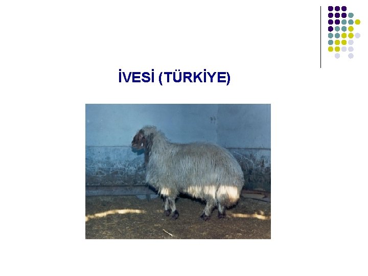 İVESİ (TÜRKİYE) 