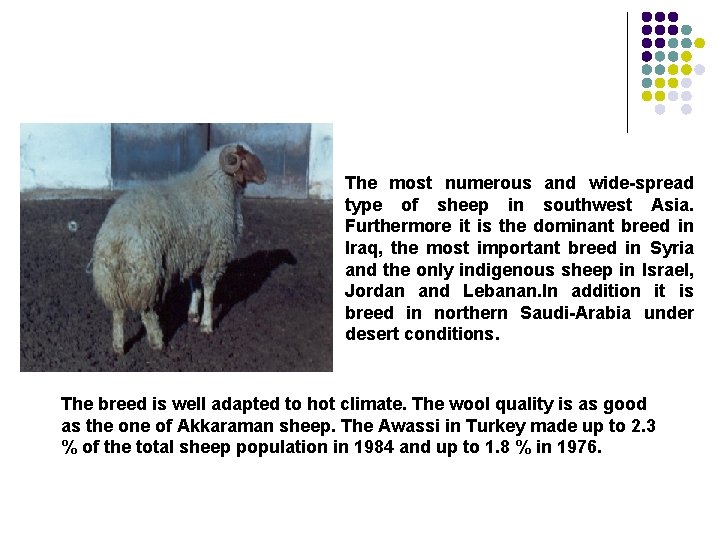 The most numerous and wide-spread type of sheep in southwest Asia. Furthermore it is