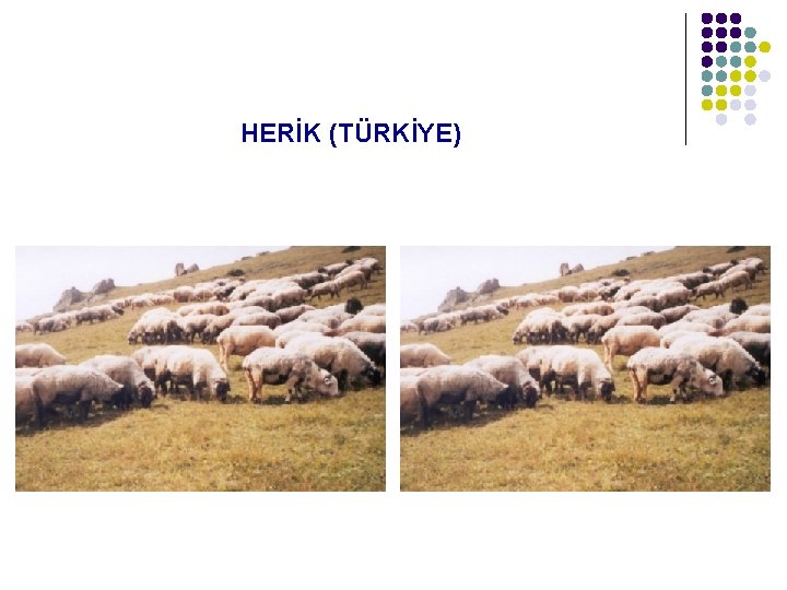 HERİK (TÜRKİYE) 