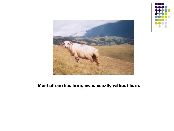 Most of ram has horn, ewes usually without horn. 