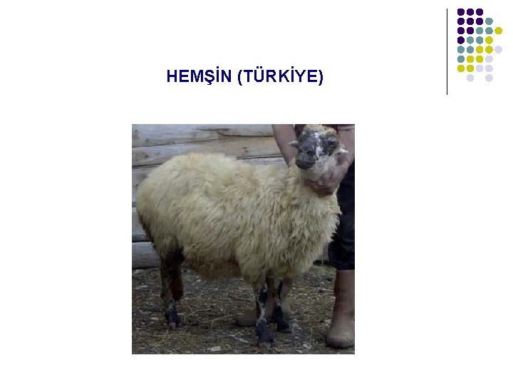 HEMŞİN (TÜRKİYE) 