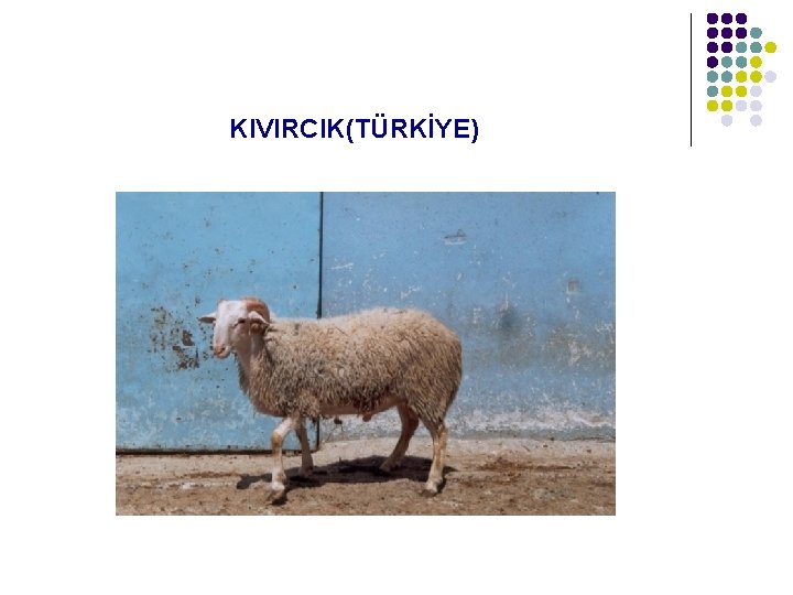 KIVIRCIK(TÜRKİYE) 