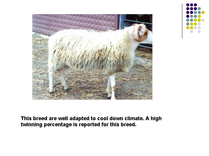 This breed are well adapted to cool down climate. A high twinning percentage is