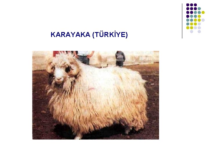 KARAYAKA (TÜRKİYE) 