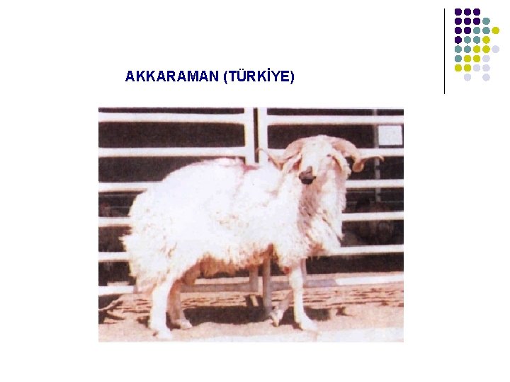  AKKARAMAN (TÜRKİYE) 