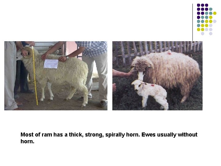 Most of ram has a thick, strong, spirally horn. Ewes usually without horn. 